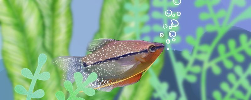 榆林水族批發市場在哪里啊電話多少（全國第一批遺產名錄）