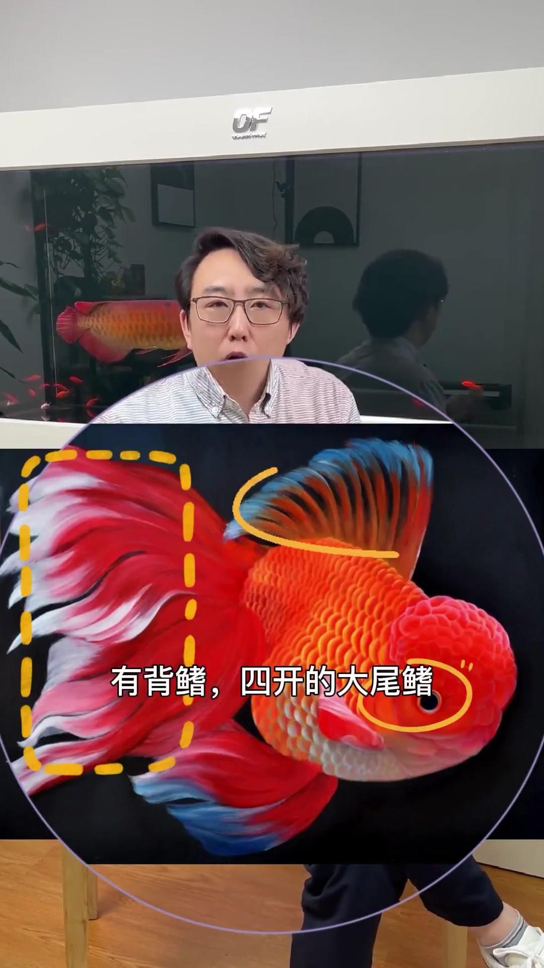 金魚觀賞魚