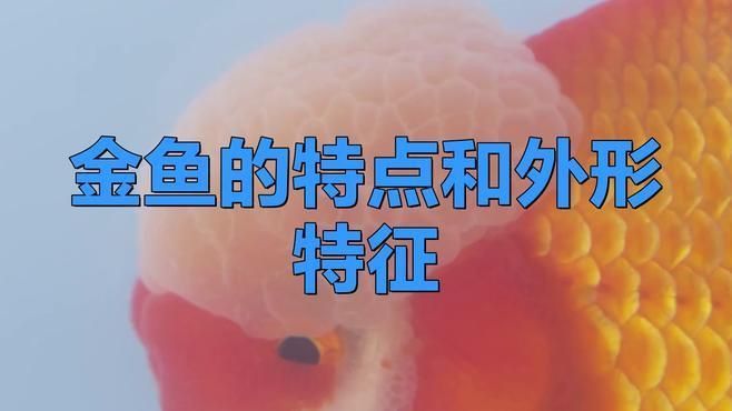 金魚觀賞魚