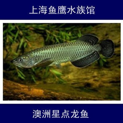 像龍魚的淡水魚（六角龍魚、虎紋恐龍王魚、虎紋恐龍王魚和金龍魚外觀相似的淡水魚）