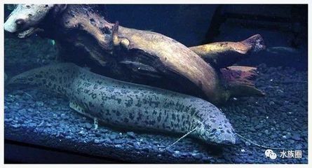 像龍魚的淡水魚（六角龍魚、虎紋恐龍王魚、虎紋恐龍王魚和金龍魚外觀相似的淡水魚）