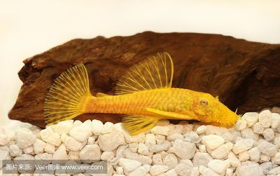 像龍魚的淡水魚（六角龍魚、虎紋恐龍王魚、虎紋恐龍王魚和金龍魚外觀相似的淡水魚）