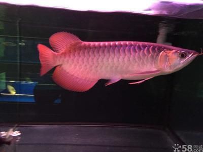 在印尼買龍魚便宜嗎：在印尼買龍魚便宜嗎？