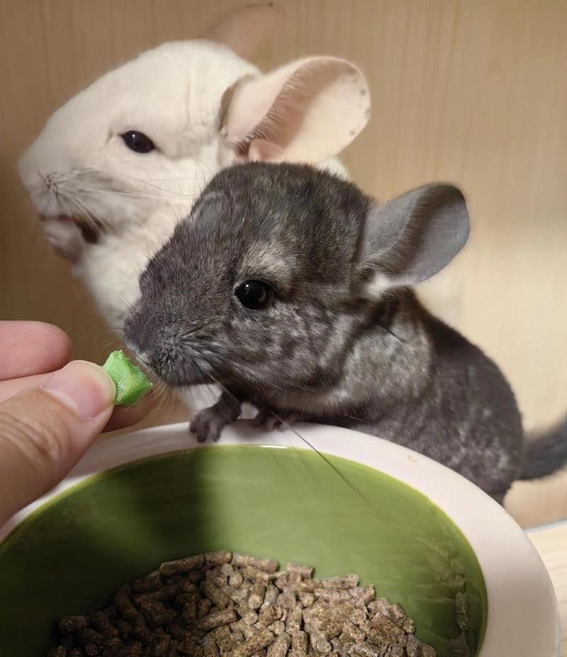 龍貓的價格是多少？