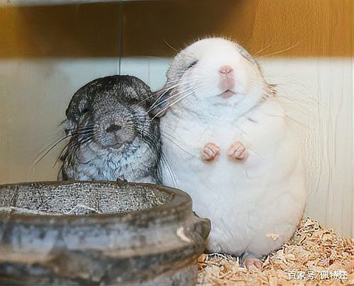 龍貓的價格是多少？