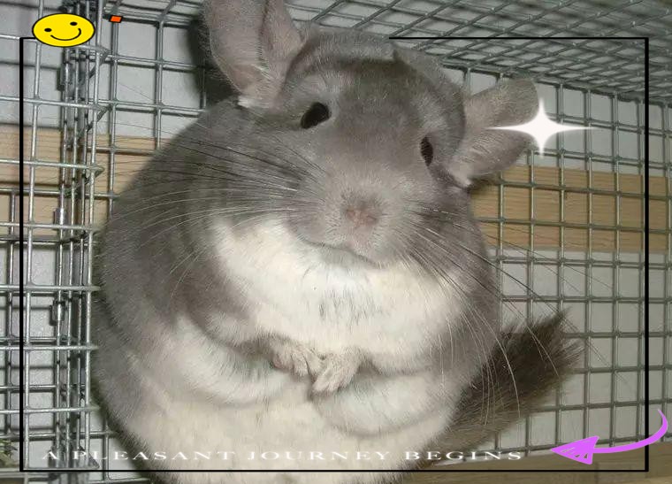 龍貓的價格是多少？