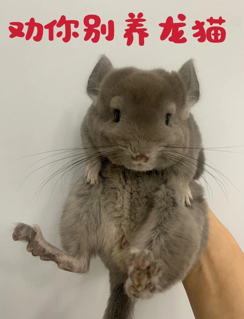 龍貓的價格是多少？