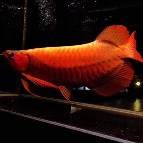 紅龍魚價格多少錢一只啊圖片