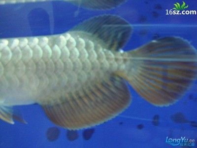 龍魚論壇官網(wǎng)首頁：關(guān)于龍魚論壇的一些詳細信息