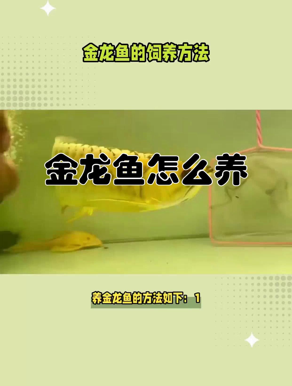 50公分高背金龍魚多久喂一次？