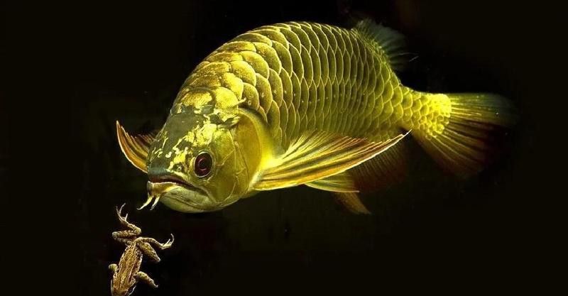 50公分高背金龍魚多久喂一次？