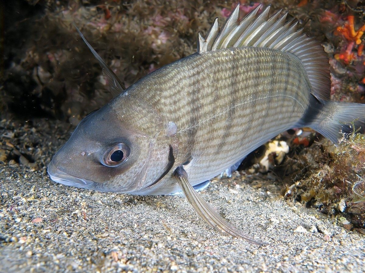 雷龍魚和金龍魚有啥區別