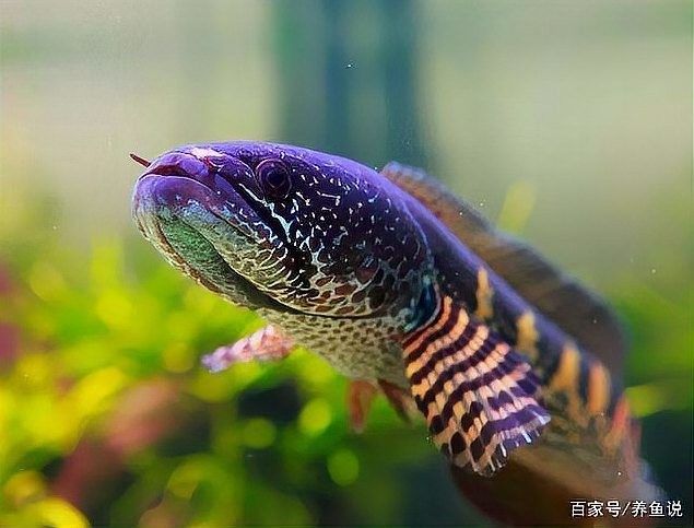 雷龍魚和金龍魚有啥區別