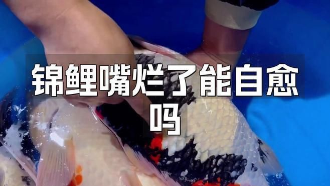 錦鯉嘴撞歪了多久能恢復