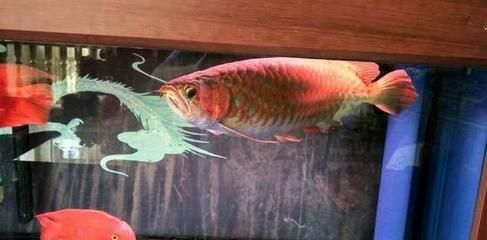 紅龍魚初期發色怎樣看圖解：紅龍魚初期發色的關鍵階段