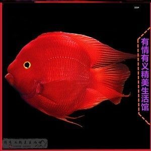 紅財神魚和紅龍魚是可以混養(yǎng)的但需要注意一些事項:紅財神魚和紅龍魚可以混養(yǎng)但需要注意一些事項 龍魚百科 第1張 紅財神魚和紅龍魚是可以混養(yǎng)的但需要注意一些事項:紅財神魚和紅龍魚可以混養(yǎng)但需要注意一些事項 紅財神魚和紅龍魚是可以混養(yǎng)的但需要注意一些事項:紅財神魚和紅龍魚可以混養(yǎng)但需要注意一些事項 龍魚百科 第1張