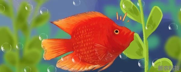 紅財神魚和紅龍魚是可以混養(yǎng)的但需要注意一些事項:紅財神魚和紅龍魚可以混養(yǎng)但需要注意一些事項 龍魚百科 第2張 紅財神魚和紅龍魚是可以混養(yǎng)的但需要注意一些事項:紅財神魚和紅龍魚可以混養(yǎng)但需要注意一些事項 紅財神魚和紅龍魚是可以混養(yǎng)的但需要注意一些事項:紅財神魚和紅龍魚可以混養(yǎng)但需要注意一些事項 龍魚百科 第2張