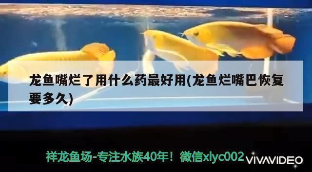 龍魚嘴巴爛了用什么藥：龍魚嘴巴爛了需要使用適當的藥物進行治療，龍魚爛嘴恢復期護理