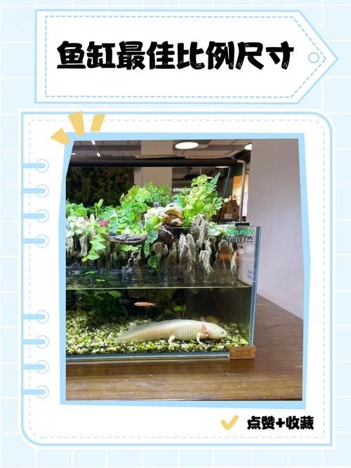 銀龍魚的飼養方法和配料圖片欣賞