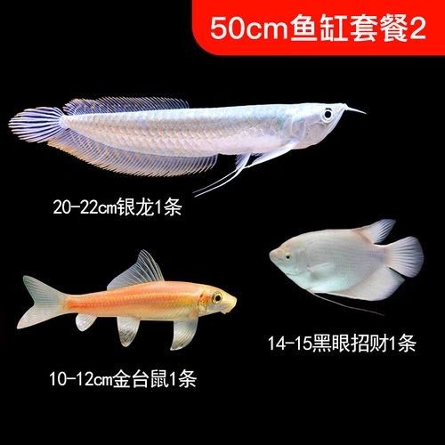 銀龍魚的飼養方法和配料圖片欣賞