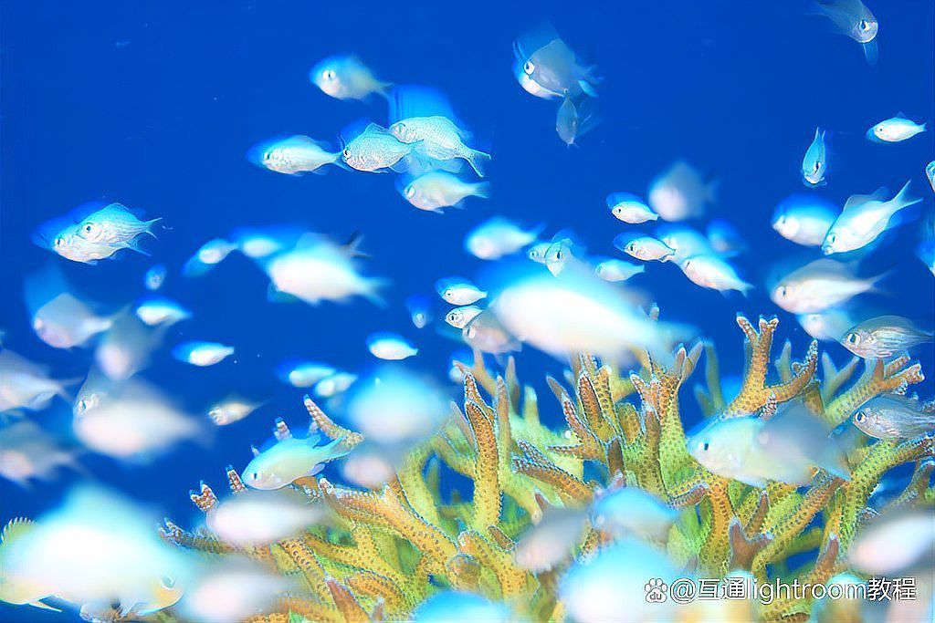 如何設置相機以最佳拍攝紅龍魚？