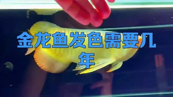 龍魚增色需要多長時間見效？