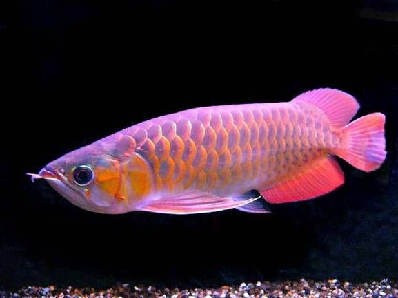 如何設(shè)置紅龍魚缸的燈光時(shí)間？