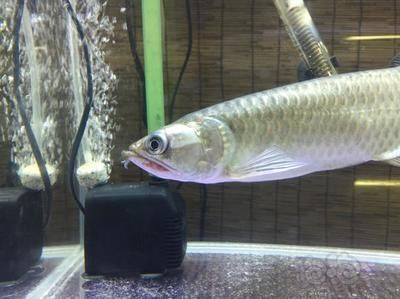龍魚鉆石眼可以治療嗎：龍魚鉆石眼是一種常見的眼部疾病，龍魚鉆石眼可以治療