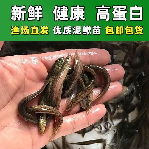 龍魚飼料魚用什么魚好釣