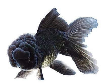 龍魚腹下黑色是什么：龍魚腹下的黑色物質是什么魚腹黑色膜是什么顏色