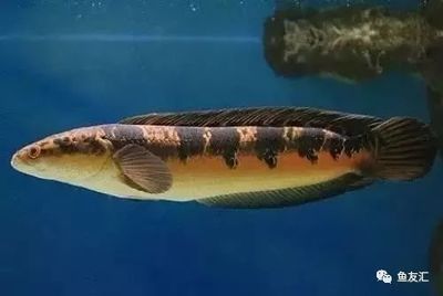 龍魚腹下黑色是什么：龍魚腹下的黑色物質是什么魚腹黑色膜是什么顏色