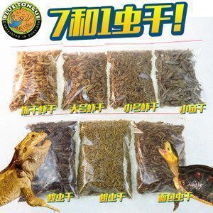 釣魚大咖金龍魚怎么釣（金龍魚釣具配置指南金龍魚釣具配置指南）
