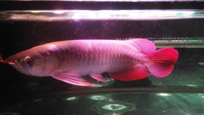 紅龍魚成年有多大？（如何判斷紅龍魚成年后的體型和體重）