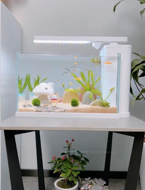 60cm缸養(yǎng)什么魚合適？