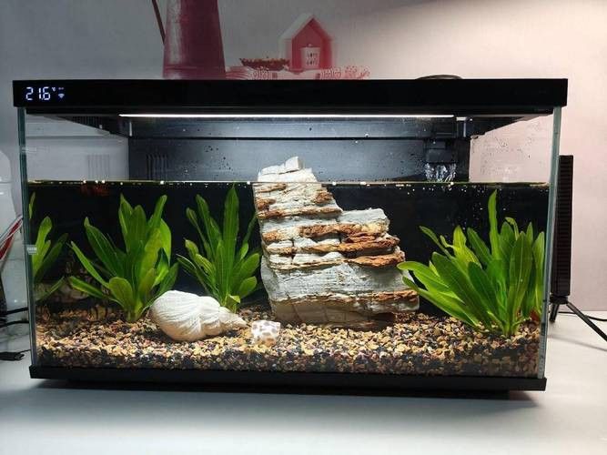 60cm缸養(yǎng)什么魚合適？