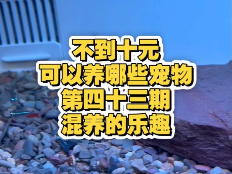 60cm缸養(yǎng)什么魚合適？