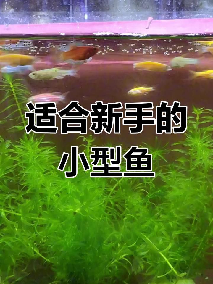 60cm缸養(yǎng)什么魚合適？
