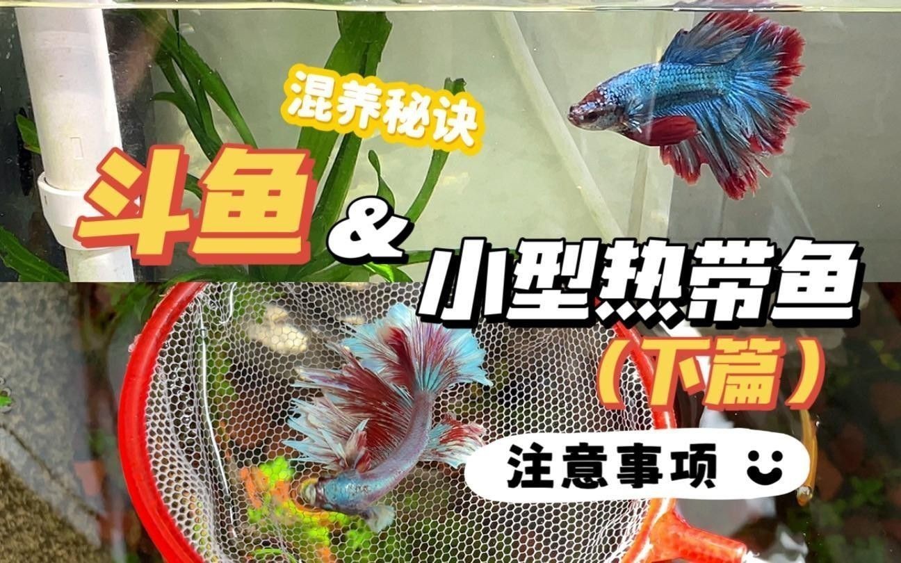 60cm缸養(yǎng)什么魚合適？