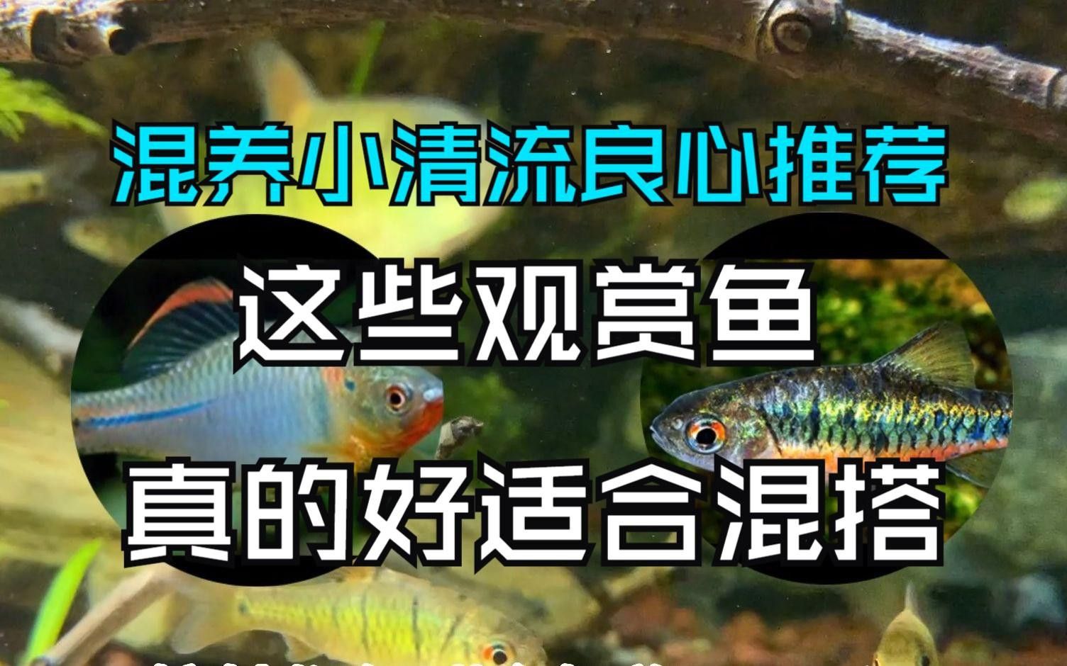 60cm缸養(yǎng)什么魚合適？
