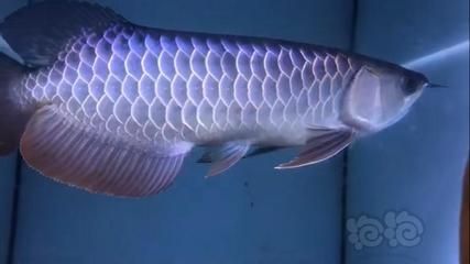 金龍魚古典藍底：金龍魚古典藍底過背金龍魚具有以下特性