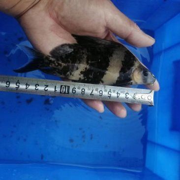 開封龍魚出售價格多少一斤