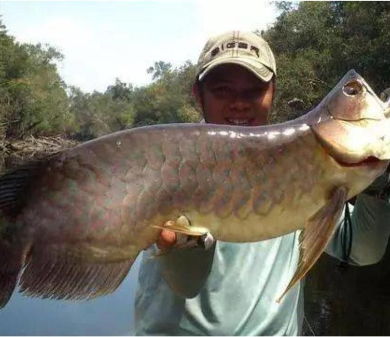 白子龍魚(yú)多少錢(qián)