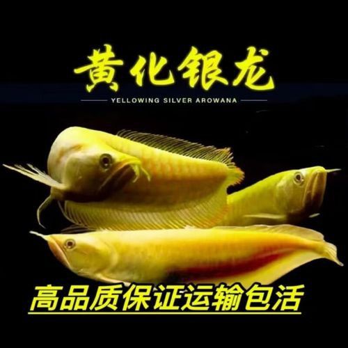 白子過背金龍魚多少錢一條圖片