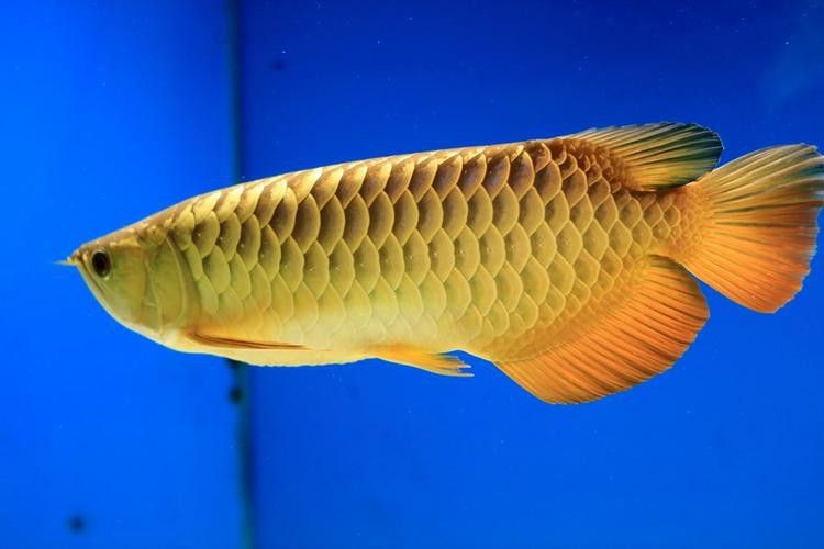 白子過背金龍魚多少錢一條圖片