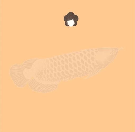 白子過背金龍魚多少錢一條圖片