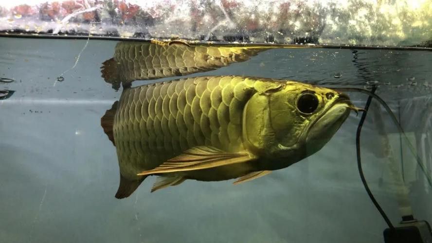 白子過背金龍魚多少錢一條圖片