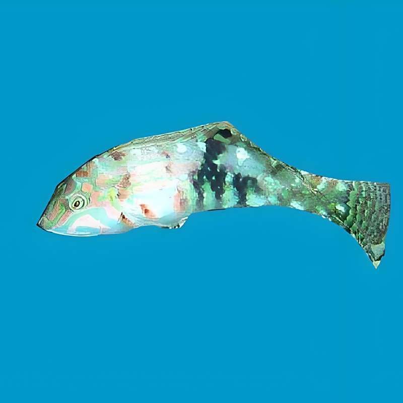 七彩龍魚能養多大的缸