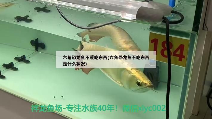六角恐龍魚不吃食物怎么辦：六角恐龍魚不吃東西怎么辦