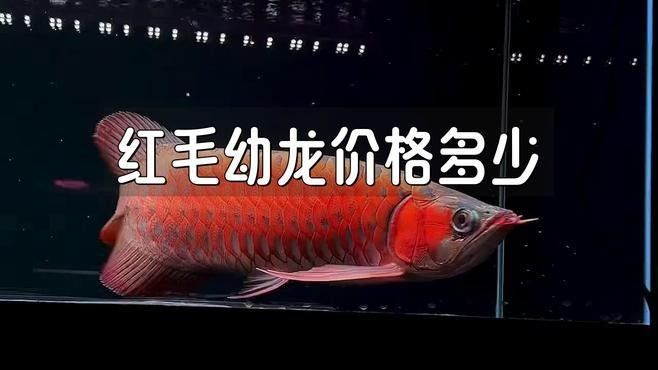 頂級紅龍魚的市場價格如何？