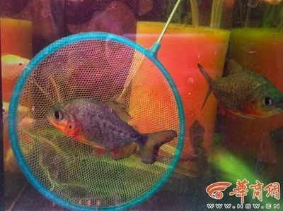 西安水族批發市場vs祥龍魚場（西安水族批發市場）